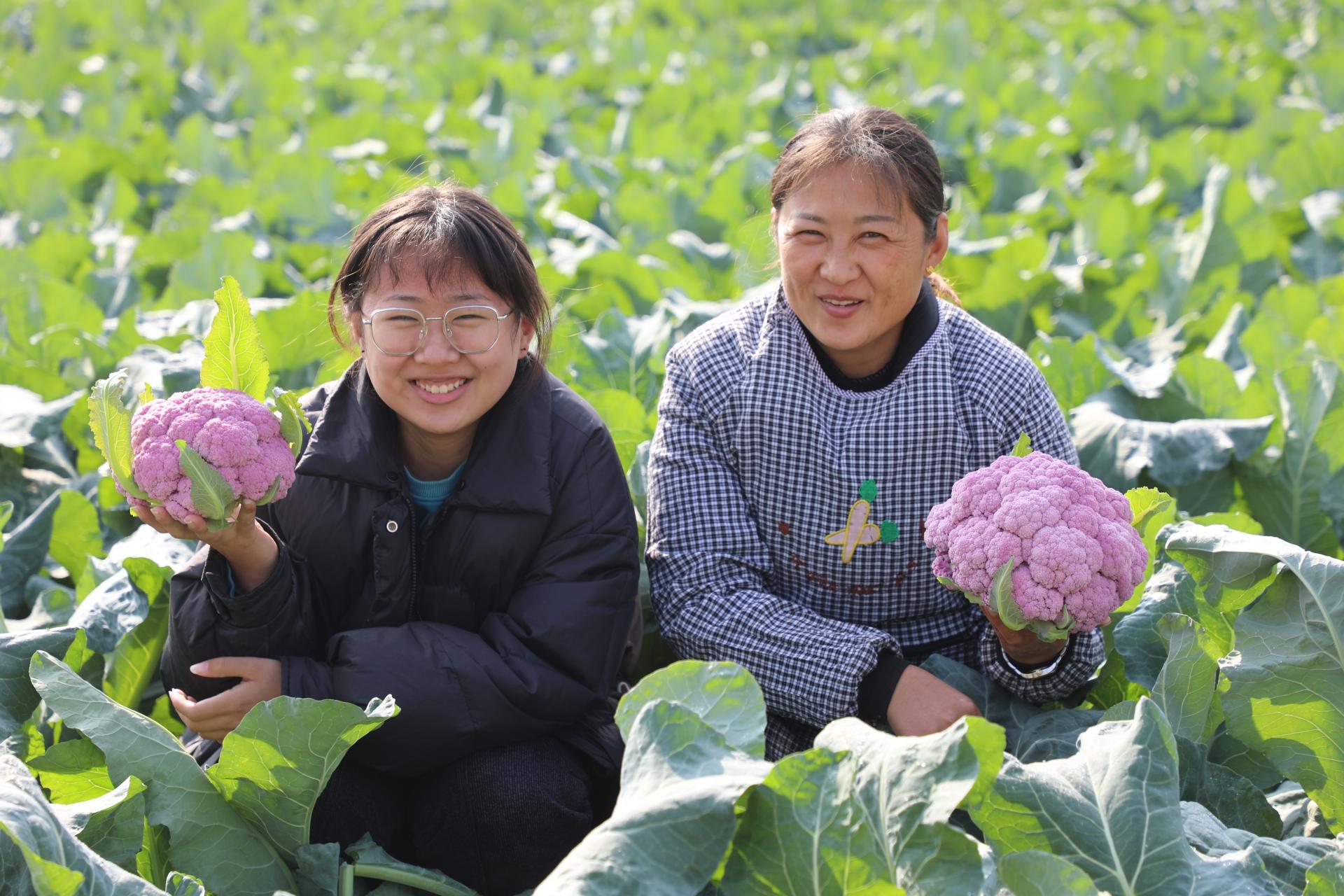 香城镇第一书记服务队：小菜花大收益“金点子”找到“新路子”