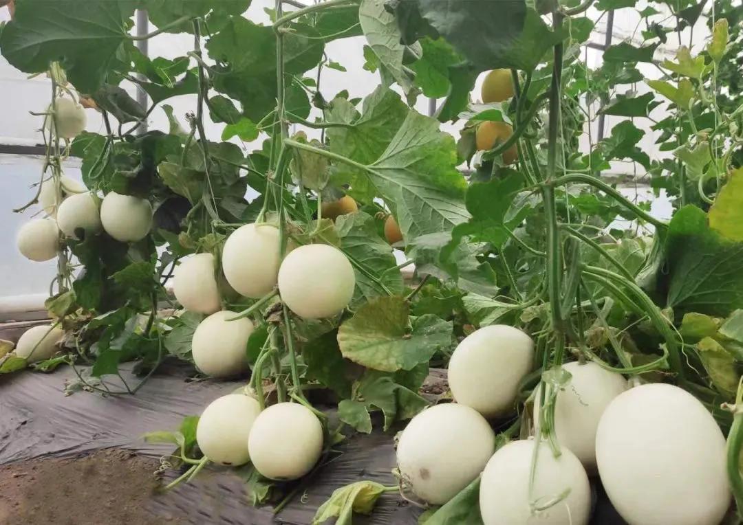 白富美甜瓜种植技术,甜香瓜种植