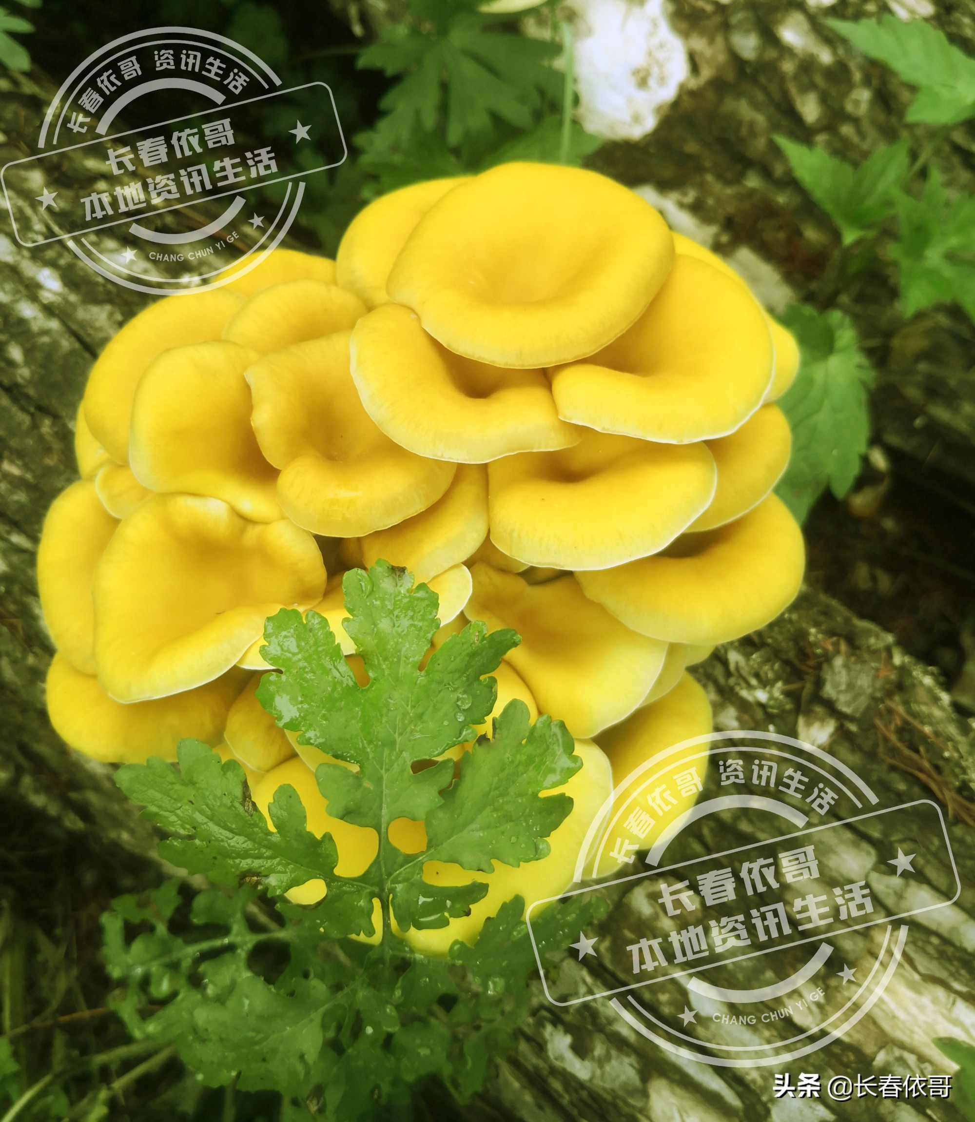 长白山脉的野山珍红蘑,纯天然大山里的野生菌类榛蘑