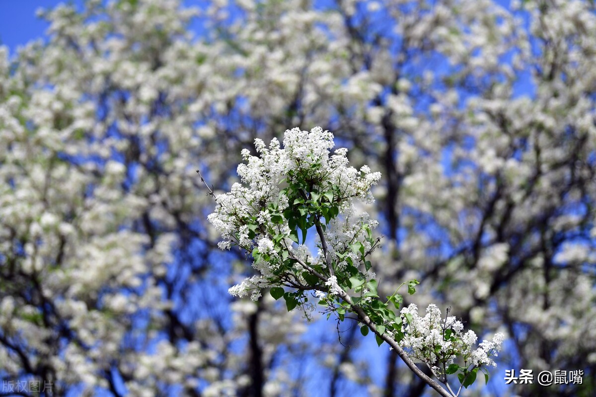史记原文及译文16字,史记译文5
