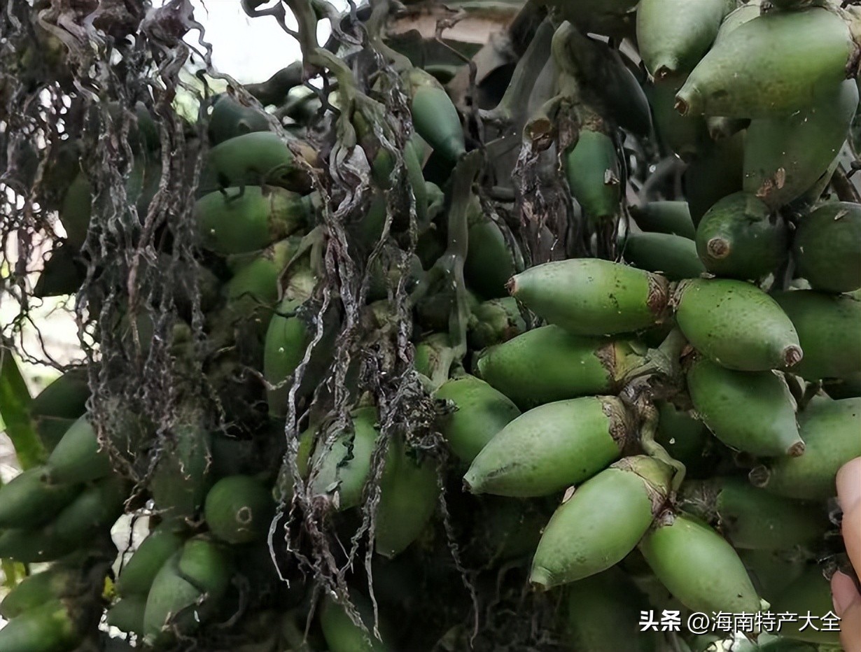 2022海南槟榔青果价格行情 (2019海南槟榔鲜果价格)