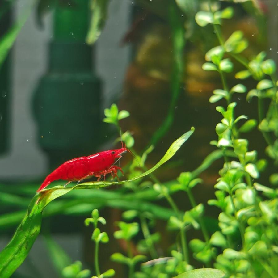 鱼缸在太阳下晒几天会爆藻,鱼缸爆绿藻去哪里买藻种