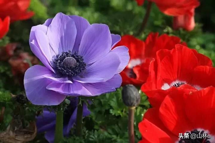 鲜花五彩缤纷争奇斗艳,最美鲜花一年四季都在争艳怒放