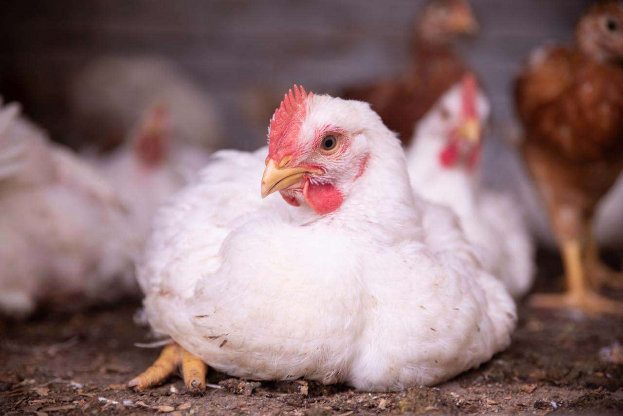 一年吃6亿只鸡,中国一年吃掉近50亿只白羽肉鸡