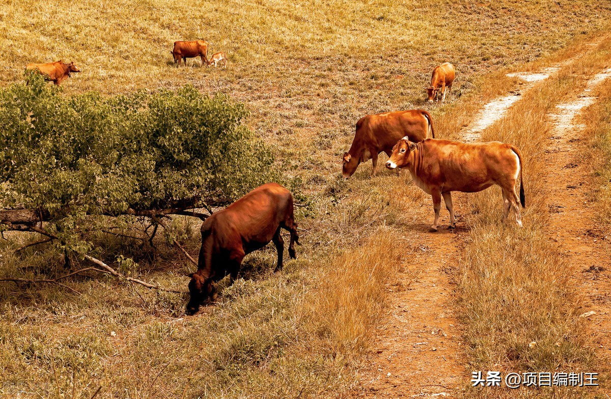 养殖场安装光伏可行性报告,成都养殖场可行性研究报告