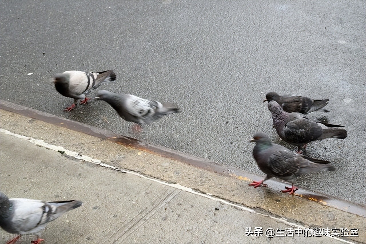 鸟为什么在雨中淋雨,为什么鸟儿下雨要低飞