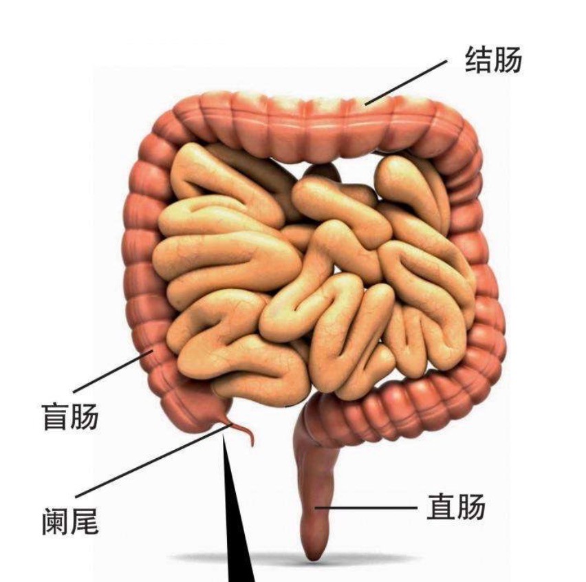 古代没有避孕套,人们是怎么避孕的?避孕责任该在男性还是女性?