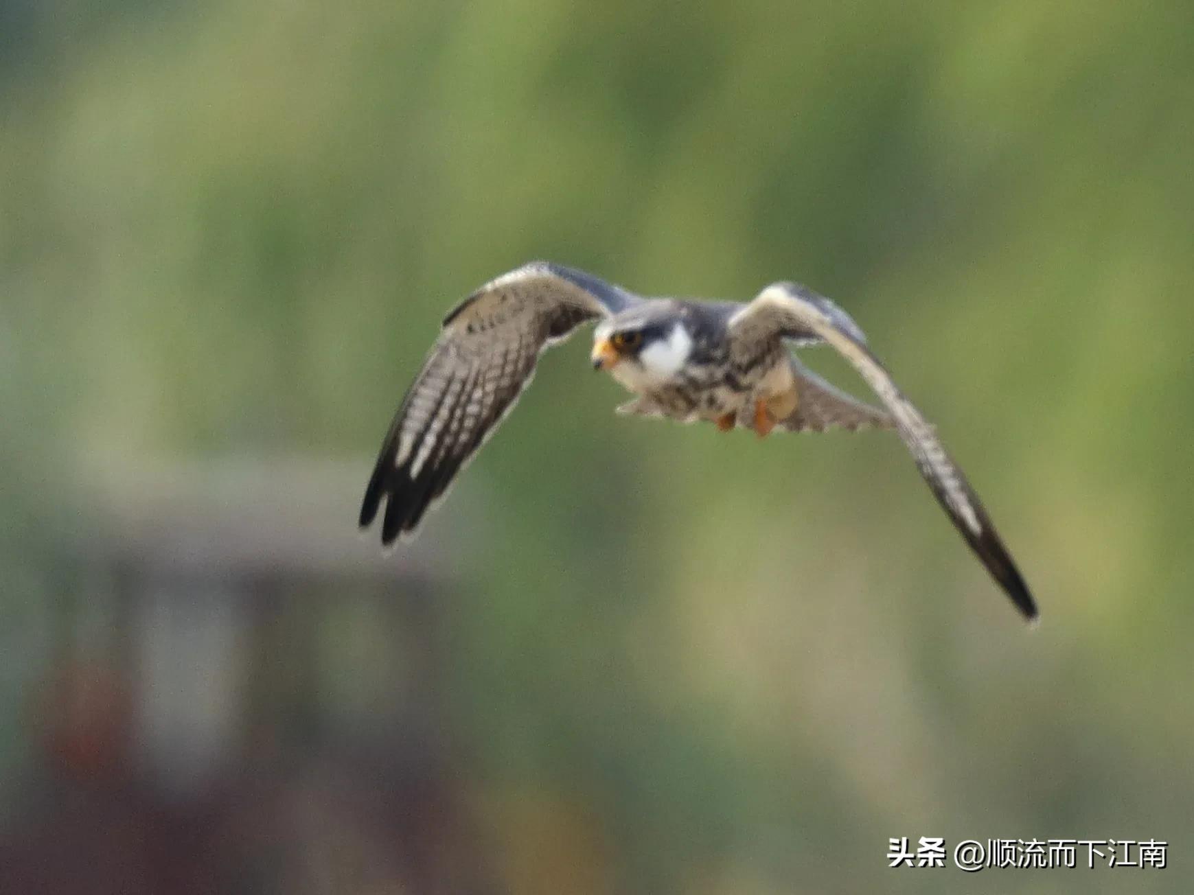 红脚隼叫声,红脚隼