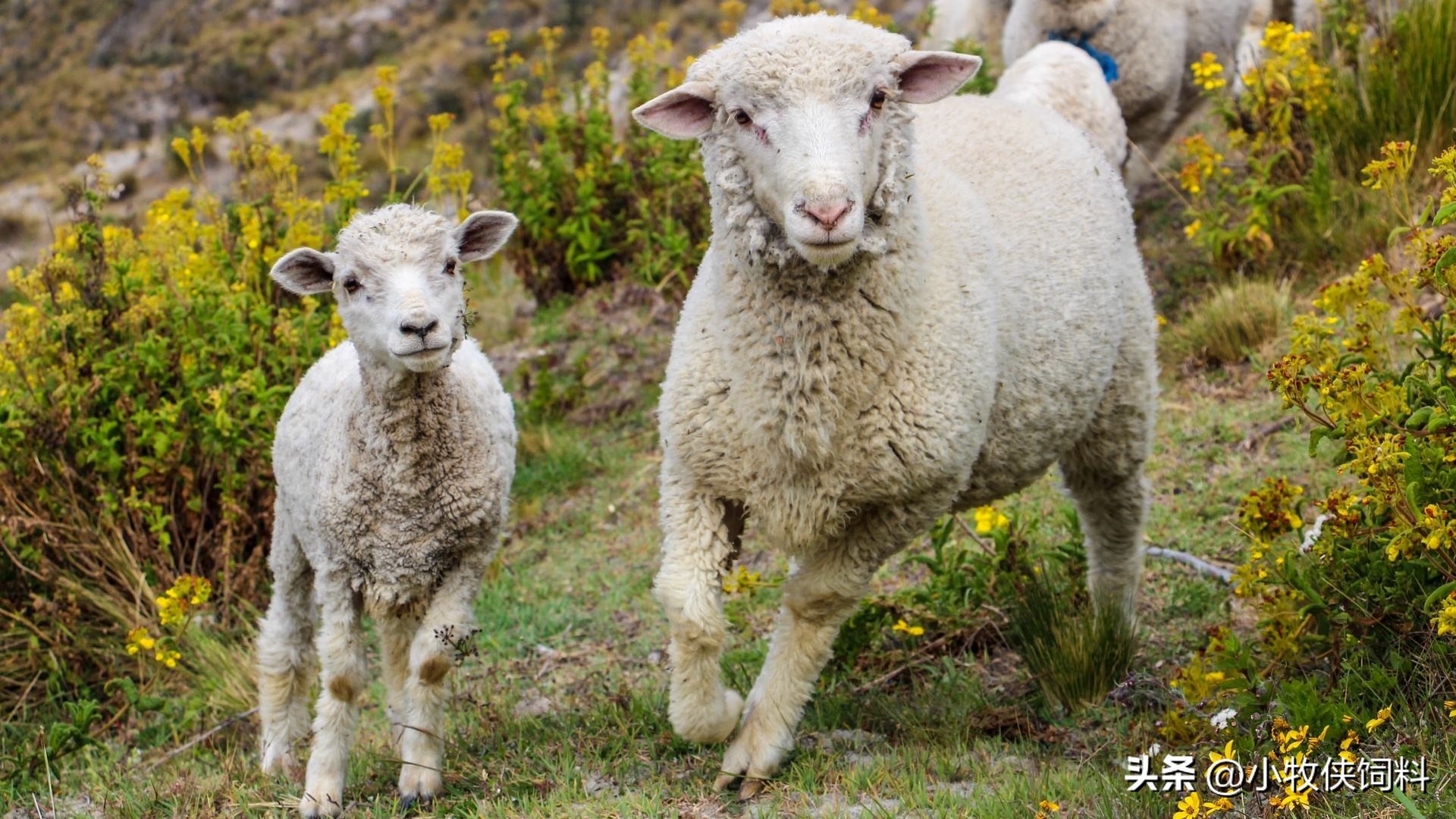 羊腿关节肿,羊腿关节肿胀怎么治