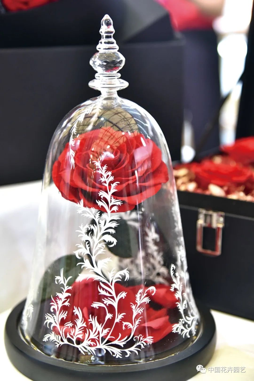 国产永生花或迎来发展新空间|“特别的花给特别的你”专题