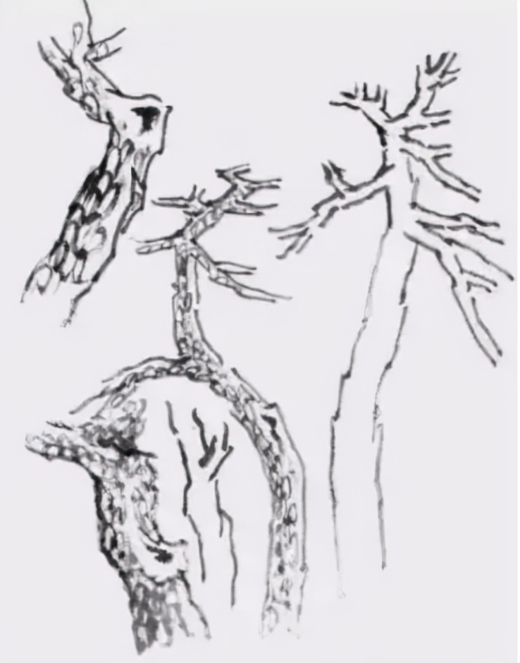 松树复杂画法,松树的十种画法