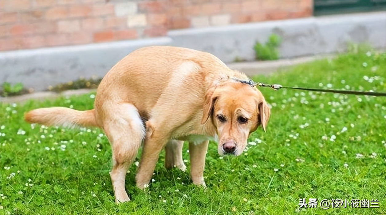 狗狗出了笼子就随地大小便,狗狗经常在屋里撒尿咋办