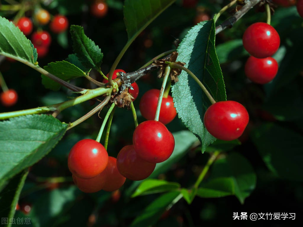 不喜欢学习但是依然学习,不喜欢读书但只是悟性极高