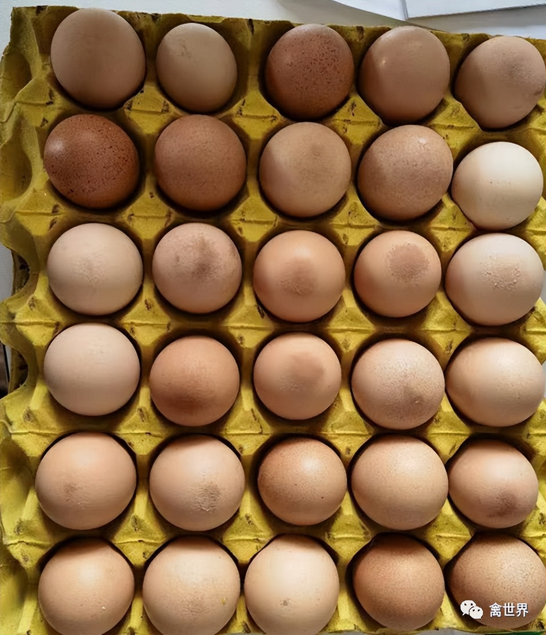 大数据｜2019年-2022年4月我国鸡滑液囊支原体流行病学调查报告