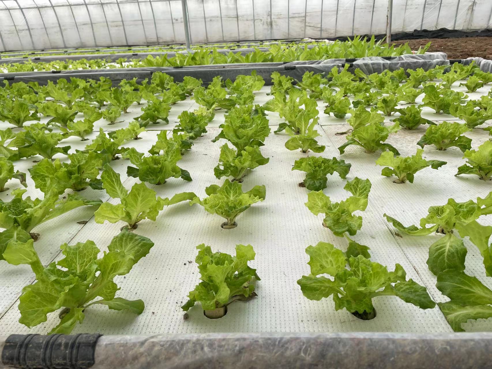 叶菜叶片变黄变厚变硬是什么原因,地温过高种叶菜黄叶怎么办