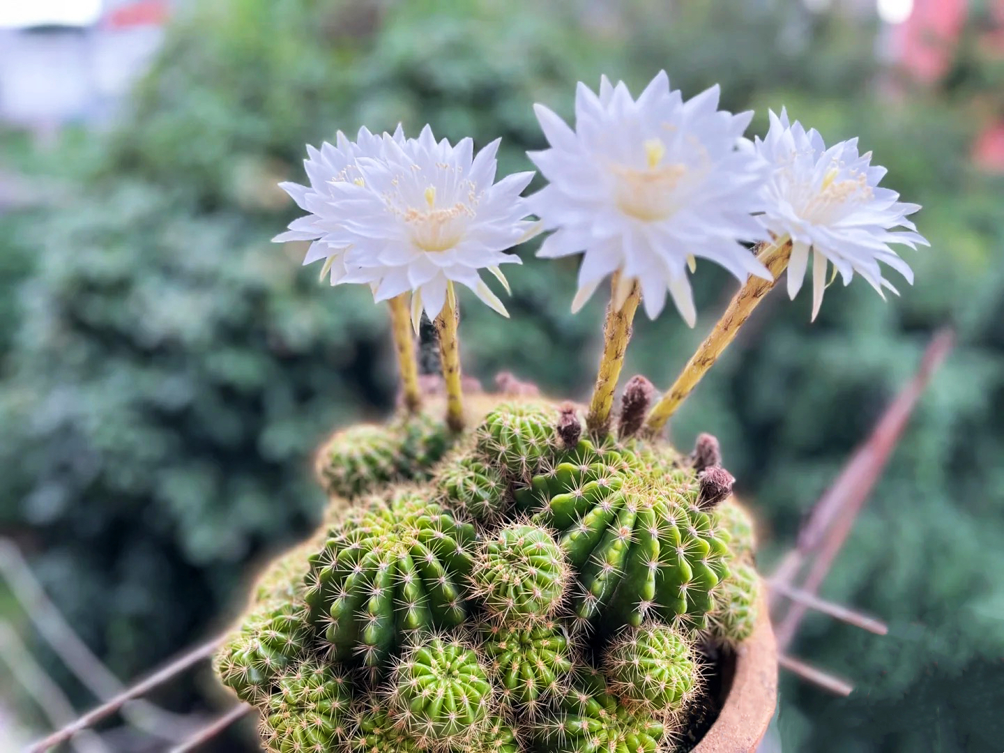 仙人球的养殖方法和注意事项大全,仙人球砍头后创面发黄是怎么回事