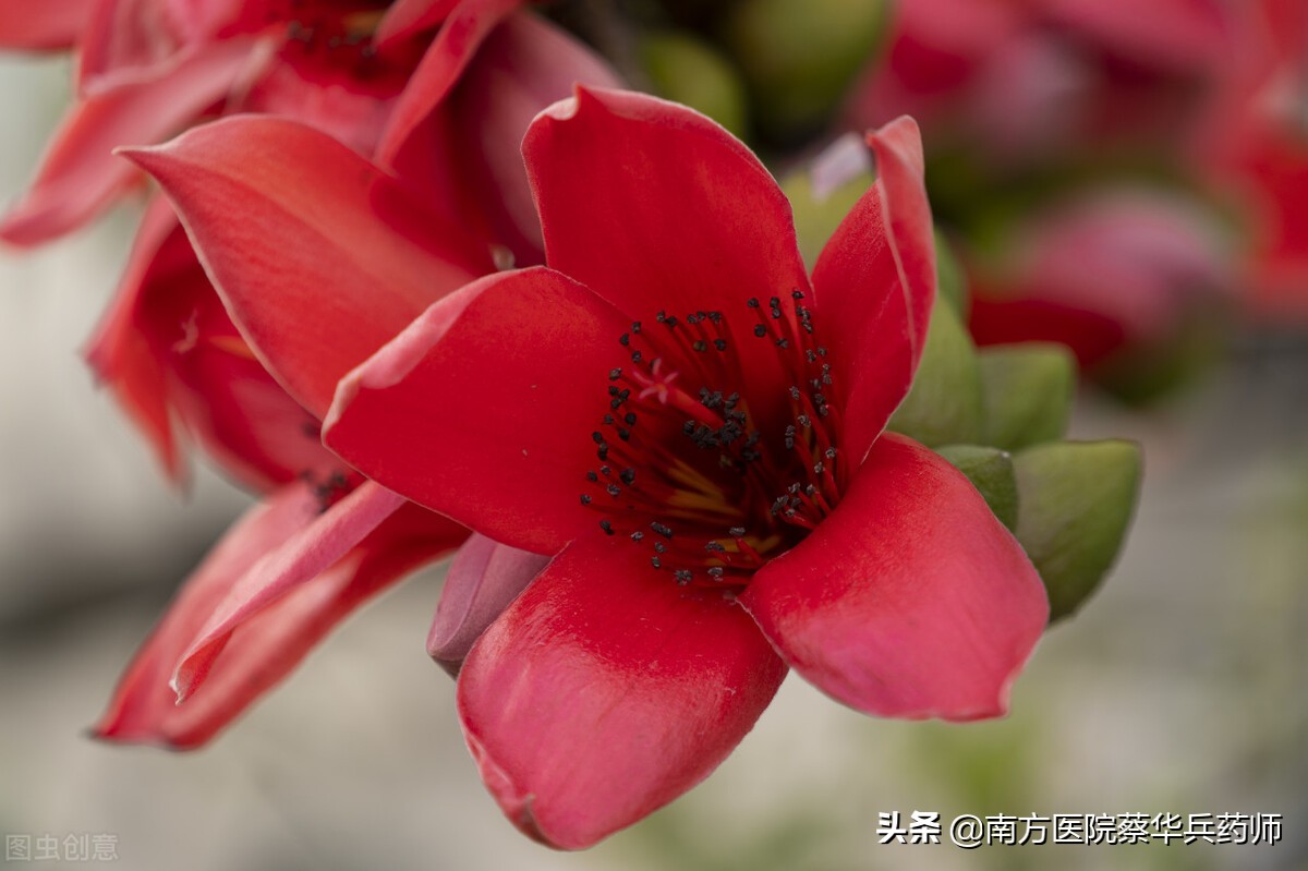 木棉花可以治痔疮吗,木棉花治痔疮什么用法