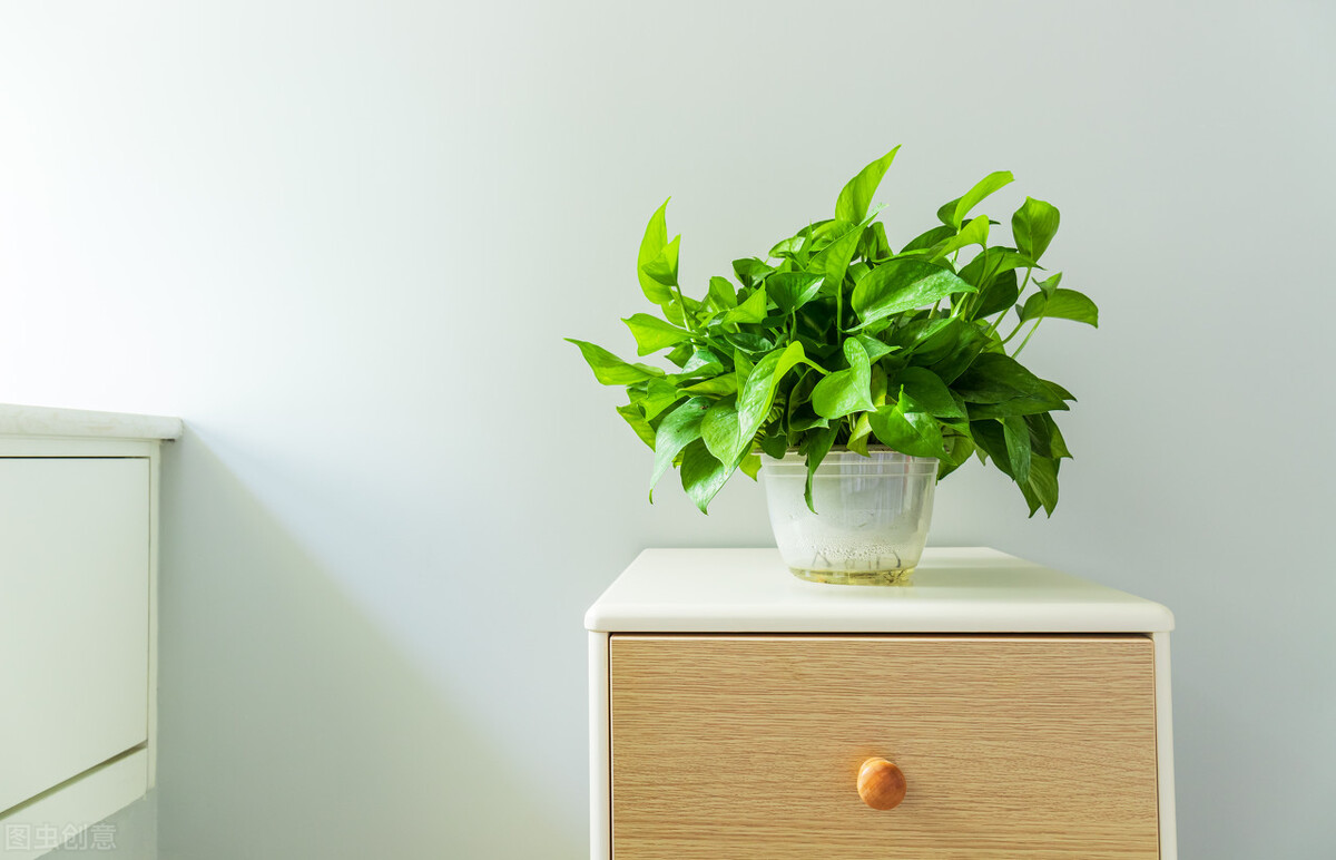 绿萝怎么修剪才能长得更好,绿萝怎样修剪才长得茂盛