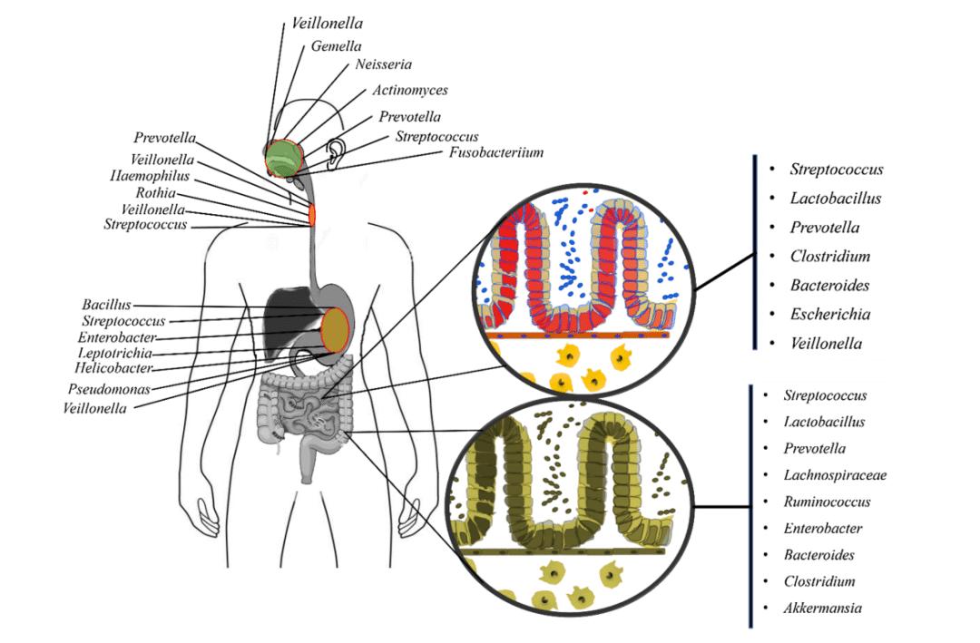 人体微生物分布于哪些位置,与人体共生的微生物