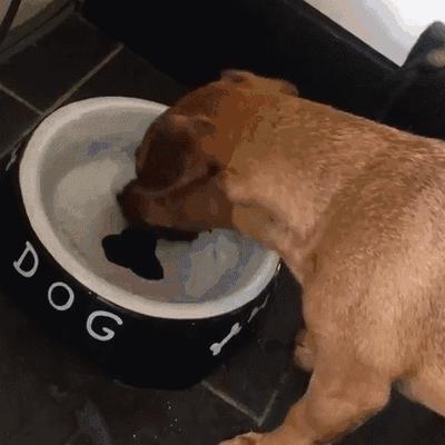 主人被隔离宠物怎么办,主人确诊了猫狗怎么办