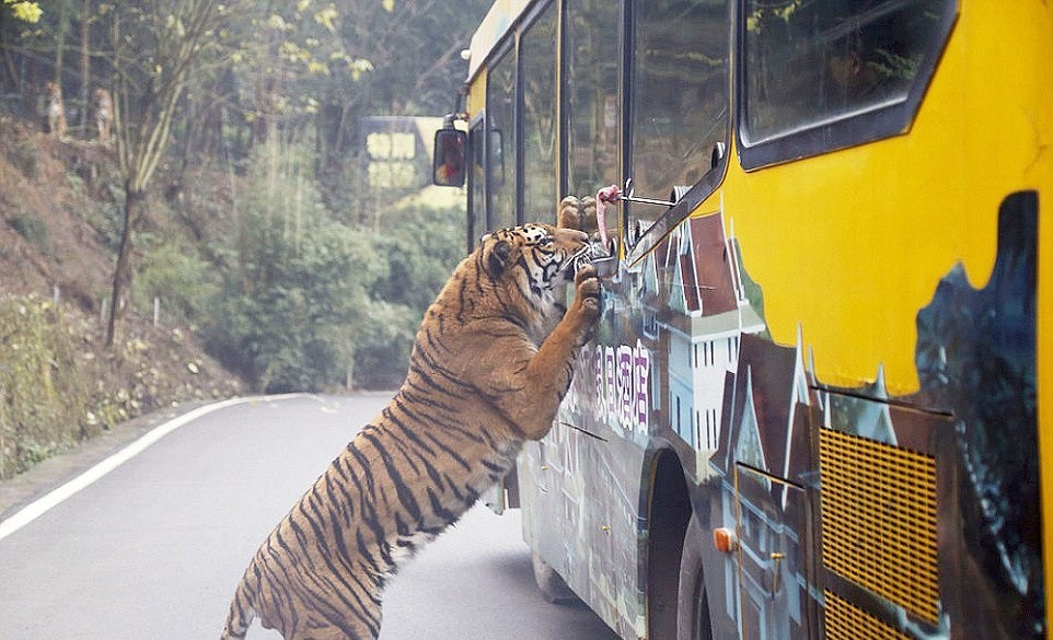 野外遇到老虎为啥不能爬树或下水,野外遇到老虎的正确求生方式