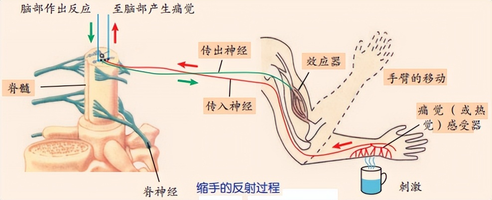 科学知识大全小学生必背,科学知识大全全集