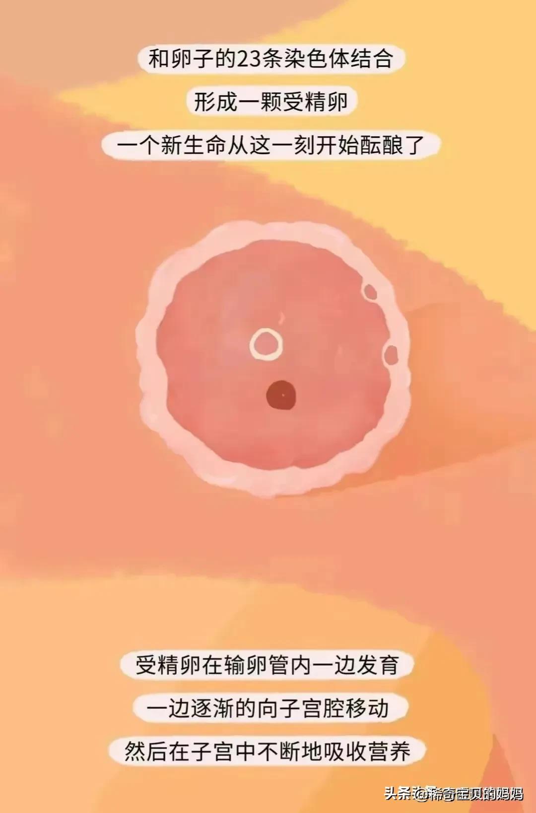 男生的“精子”进入女生体内，会发生怎样的变化？