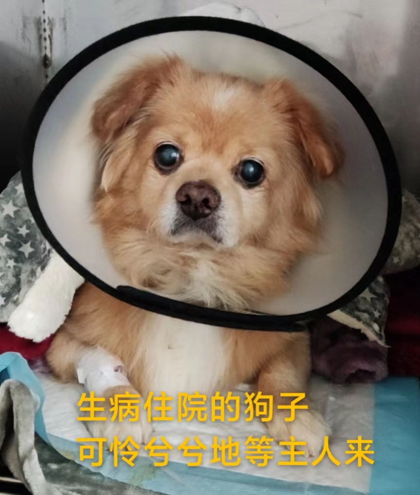 养狗十大难题,养狗的话从多大开始养才好