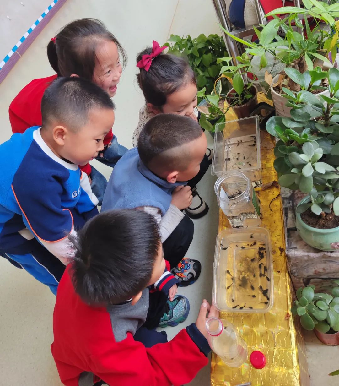 新绛县幼儿园【中四班班本课程】遇见蝌蚪