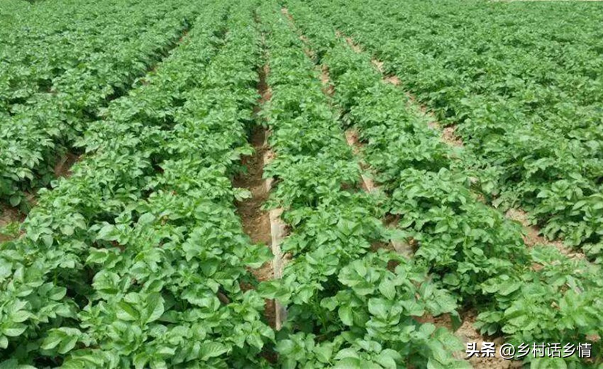 种菜喷醋的正确方法,种菜用醋怎么用