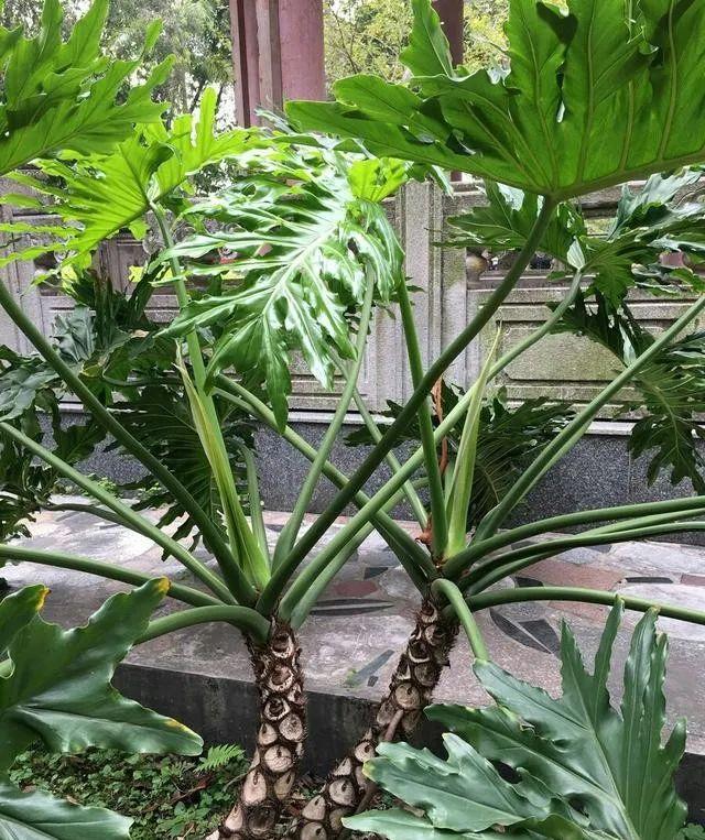 家里养什么花净化空气除甲醛,室内养哪些花吸甲醛效果好