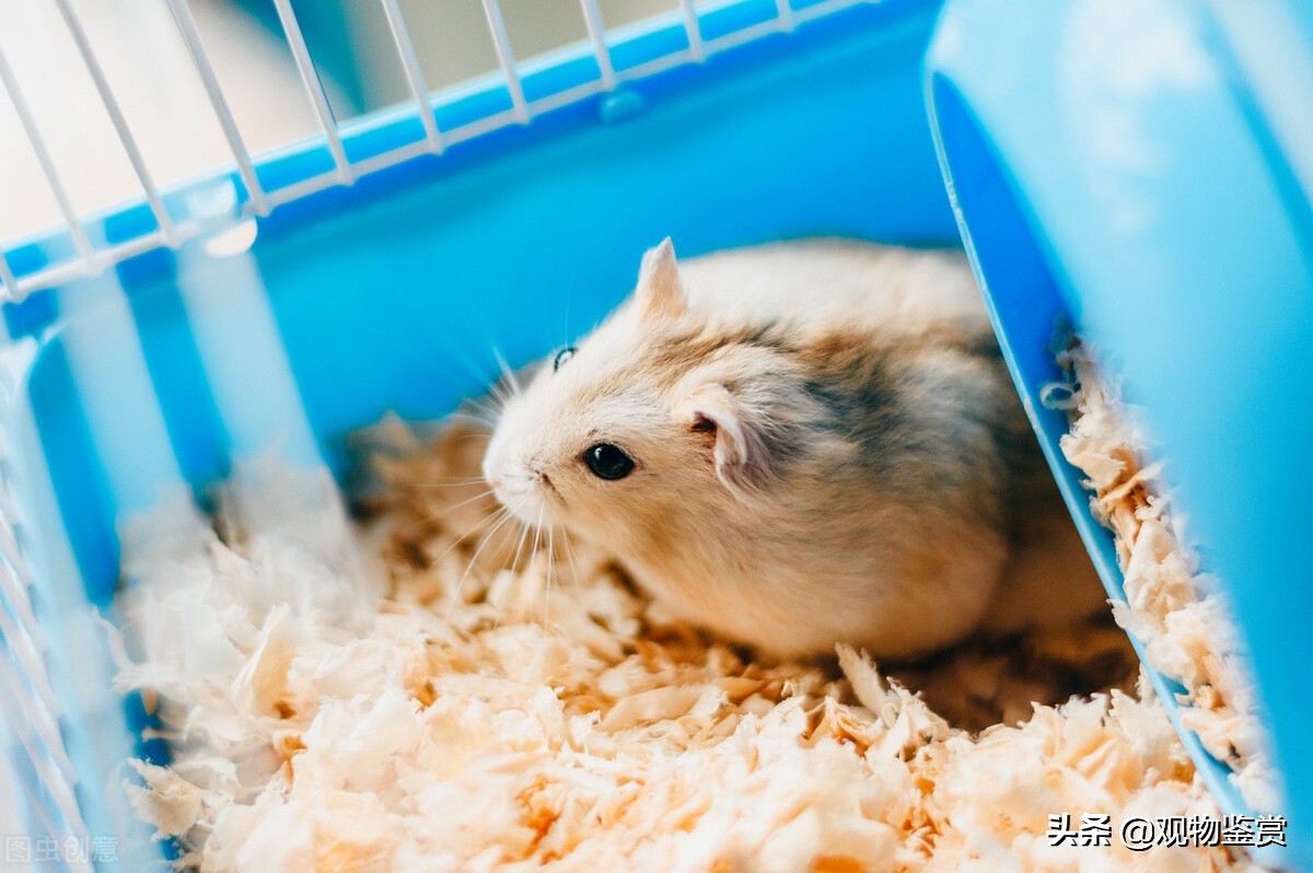 仓鼠怎样才能不咬笼子,怎样能让仓鼠不咬笼子