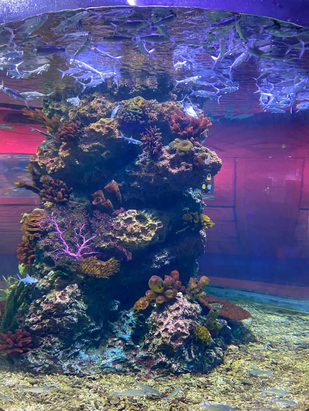 深圳海洋世界在哪,深圳海洋世界攻略