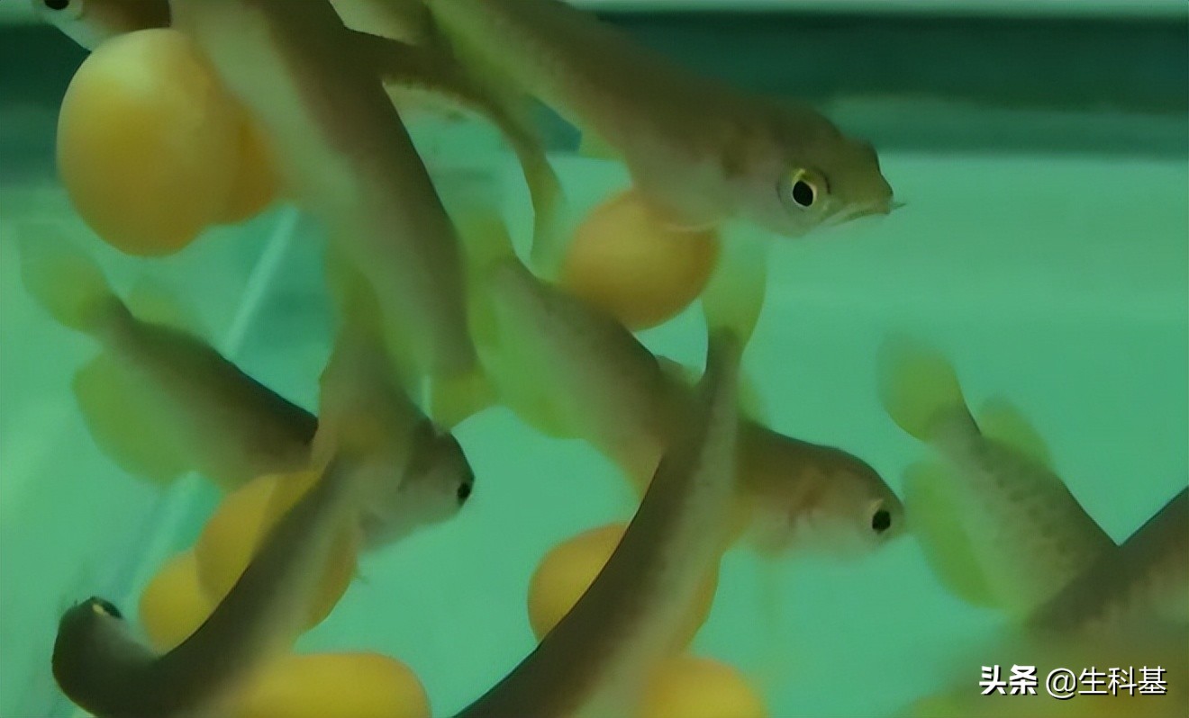 金龙鱼是真的金龙鱼么,讲解金龙鱼的特点与优点