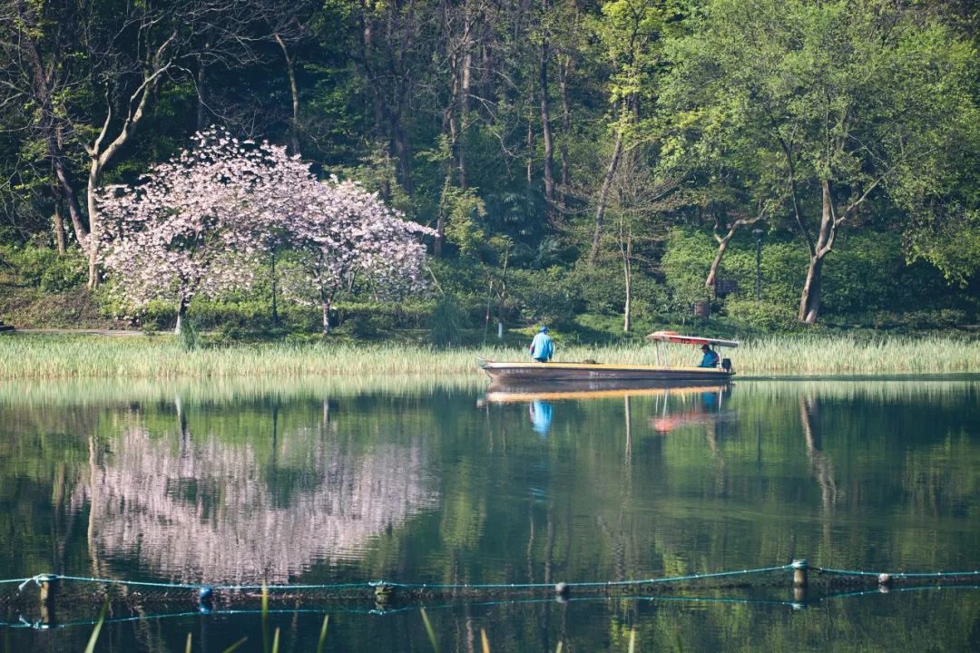 听我的，四月的杭州才是浪漫天花板。