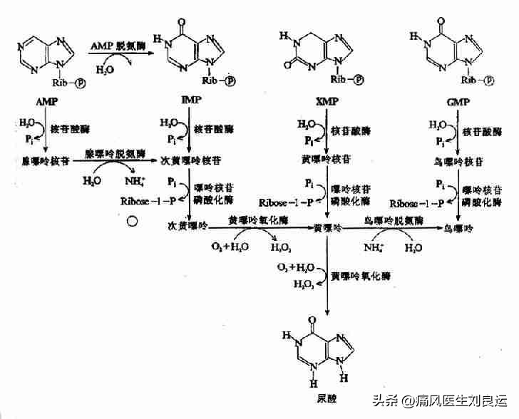 尿酸氧化酶治疗痛风效果好吗,非布司他含有尿酸氧化酶吗