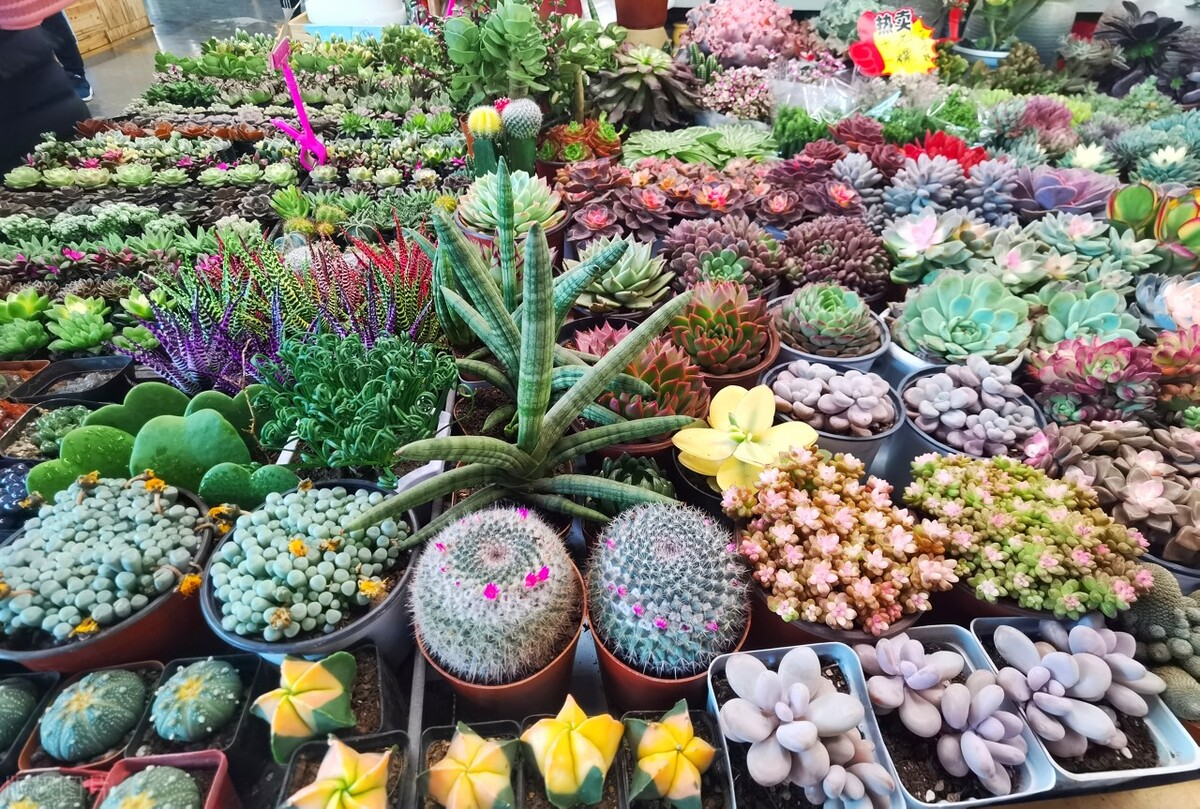 昆明及昆明周边景点,去昆明旅游攻略必去景点最新