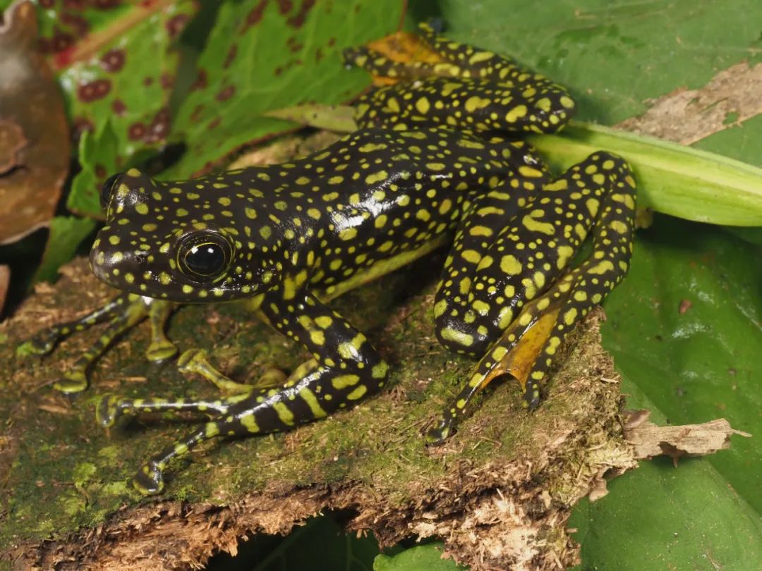 昆明七彩云南怎么样,七彩云南避暑家园