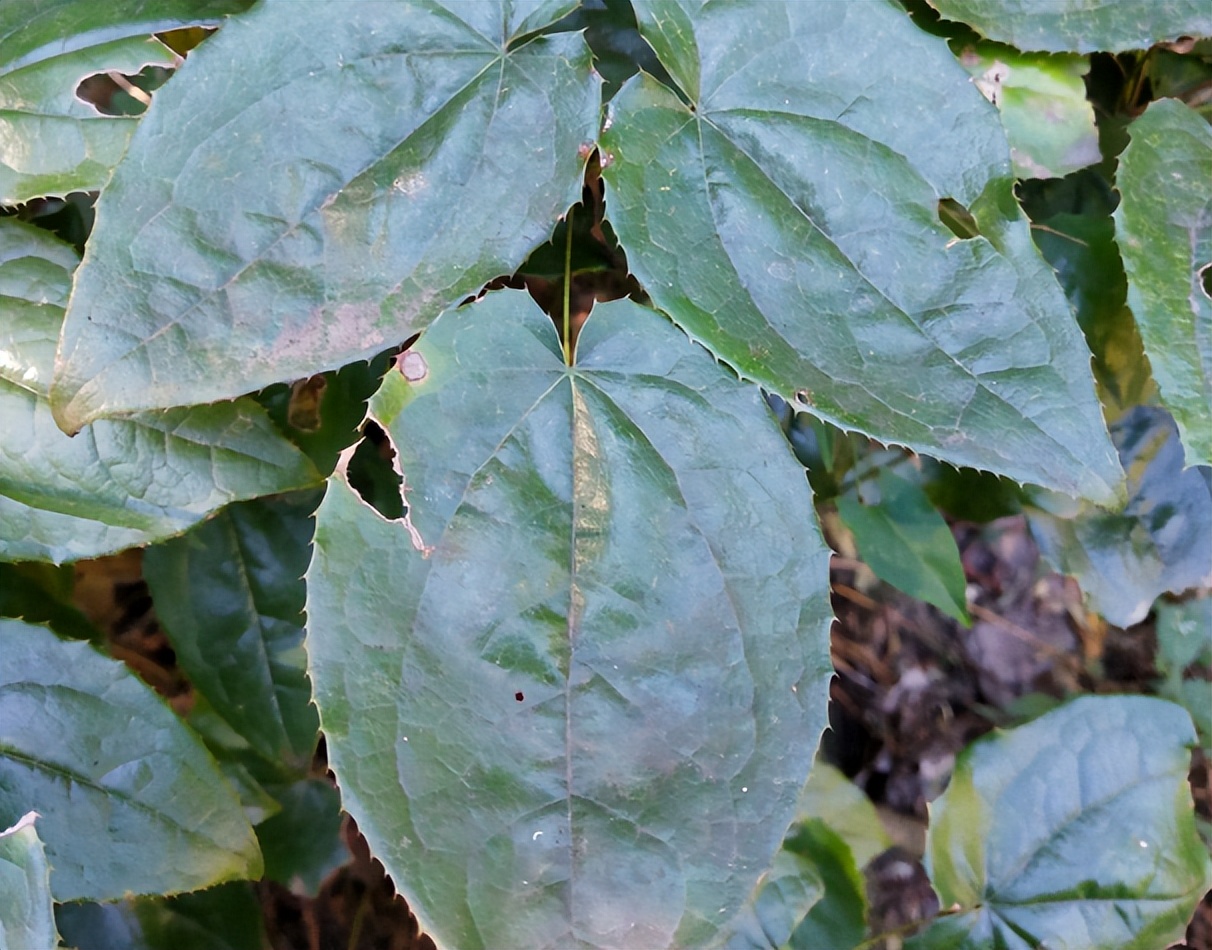 淫羊草与淫羊藿是相同的药,淫羊藿是什么草