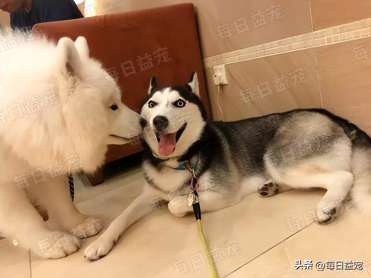 高价买回一只萨摩耶，半年后发现不对劲，铲屎官气到无力吐槽