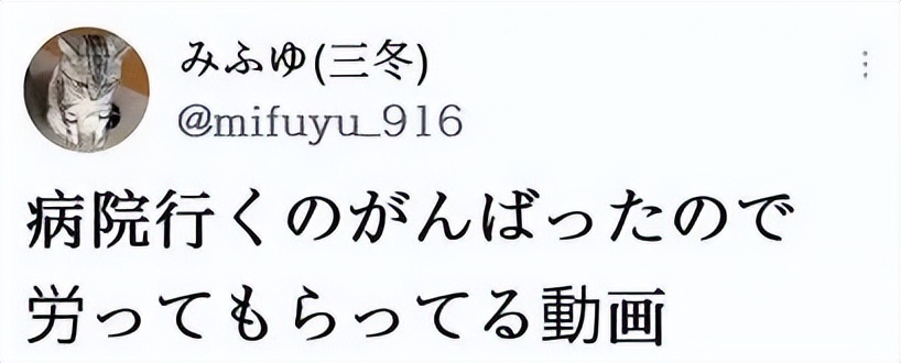 70万网友在线围观我家猫猫“搞黄色”：越看越上头，越看越变态