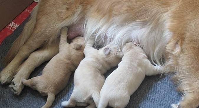 原来狗交配后会流血?这是正常的吗?