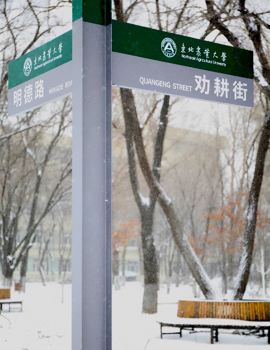 「雪落象牙塔」东北农业大学:银堆玉砌雪漫飞花