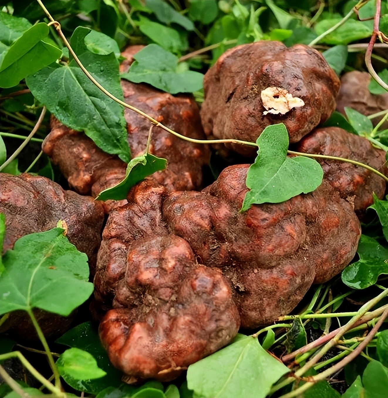 中药变毒物,中药变“毒药”