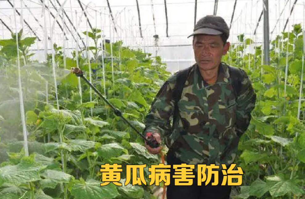 黄瓜的化瓜现象,黄瓜化瓜怎么办