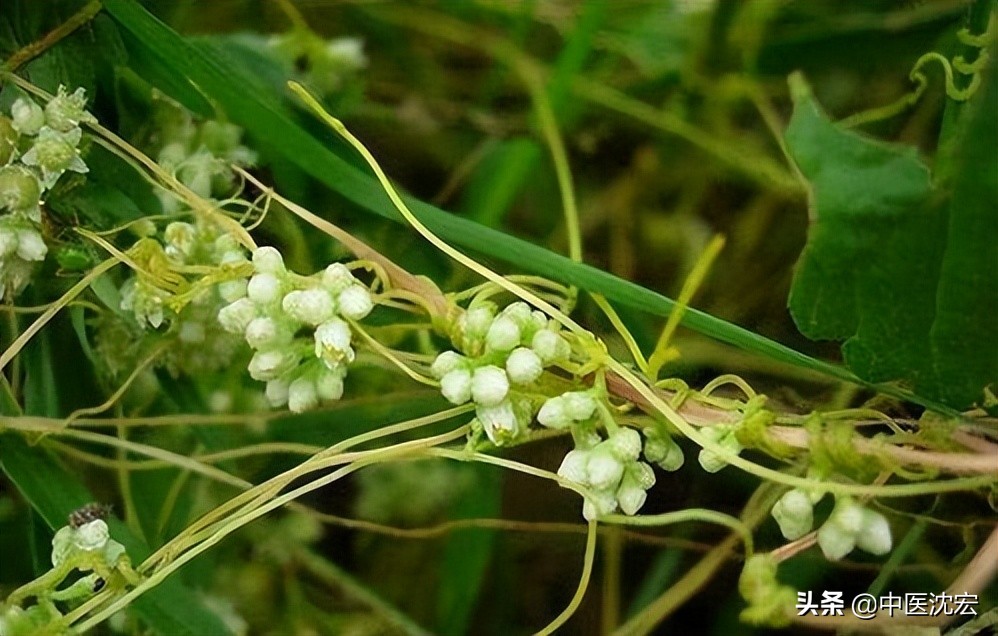 脂肝丸组成,脂肝丸效果