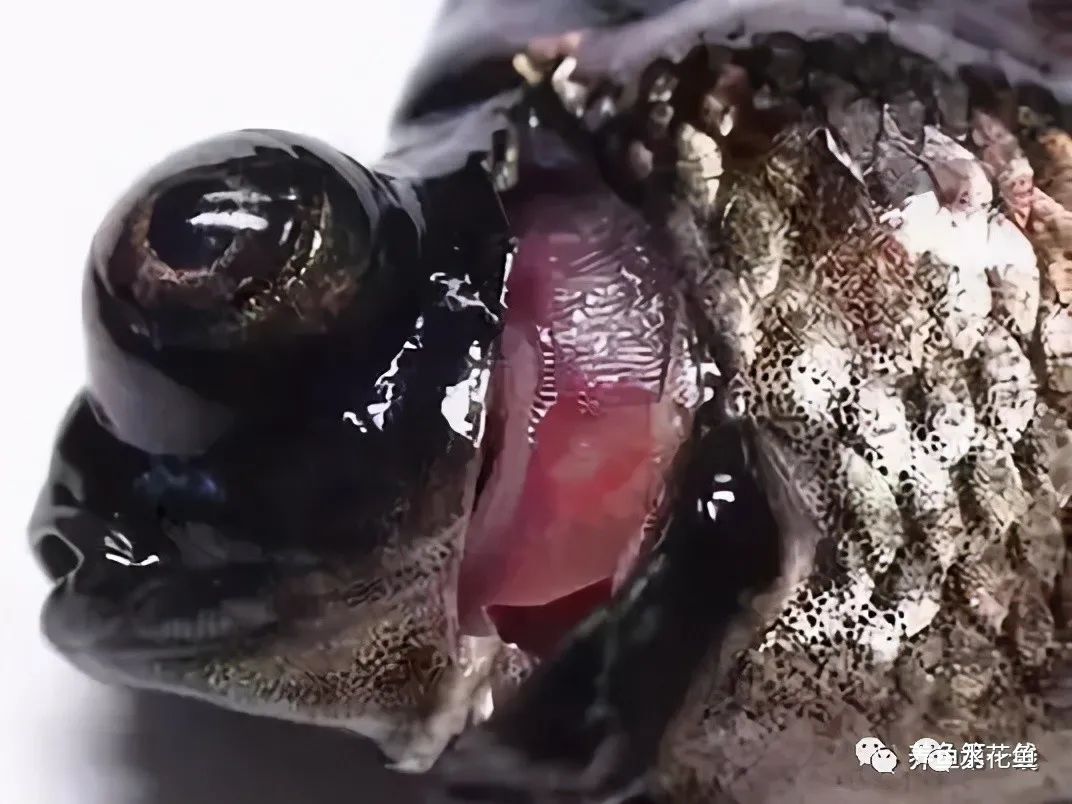 鱼眼睛白内障,鱼眼睛疾病