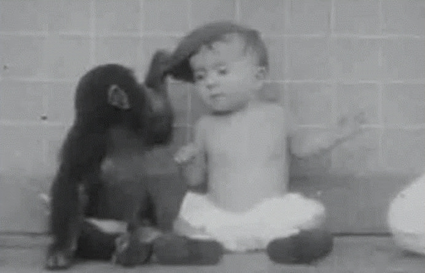 人类真的能杂交吗,人类动物能混血吗