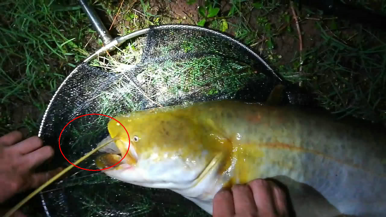 浅谈夏季雨中作钓，鱼儿成群且口好，细节留意把护爆