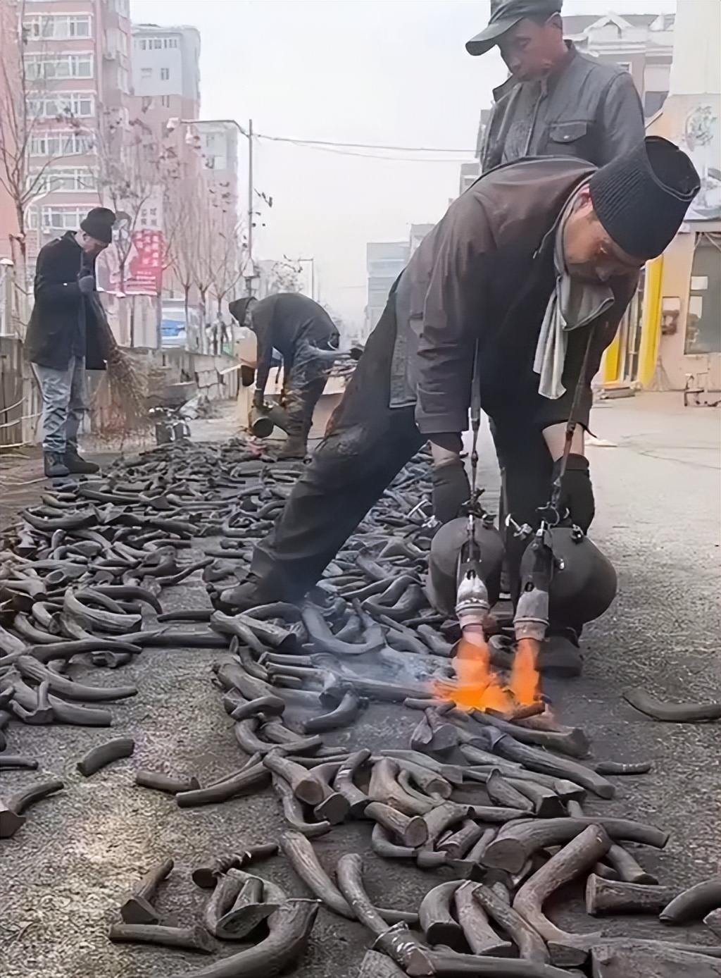 真假梅花鹿茸,假的鲜梅花鹿鹿茸